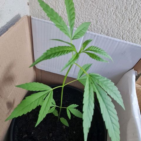 Mari Joana growlog timeline photo