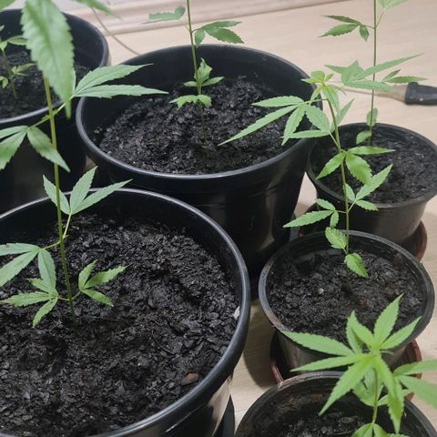 Mari Joana growlog timeline photo