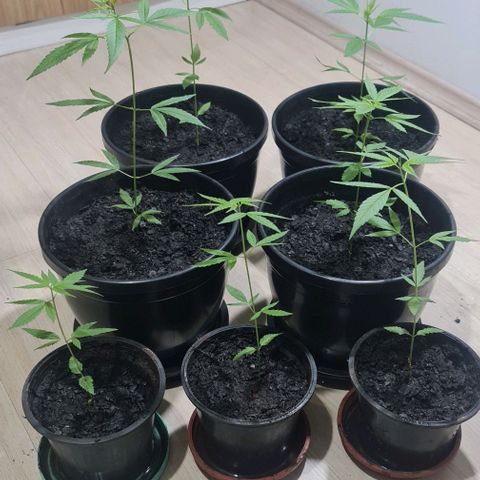 Mari Joana growlog timeline photo