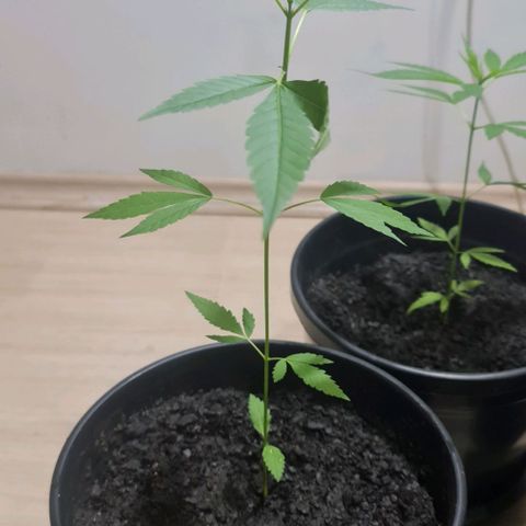 Mari Joana growlog timeline photo