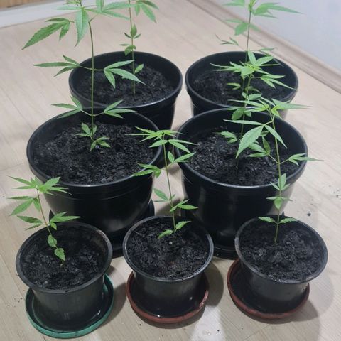 Mari Joana growlog timeline photo