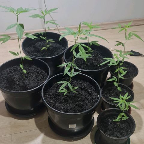 Mari Joana growlog timeline photo
