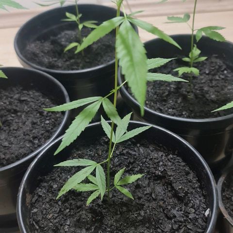 Mari Joana growlog timeline photo