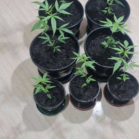 Mari Joana growlog timeline photo
