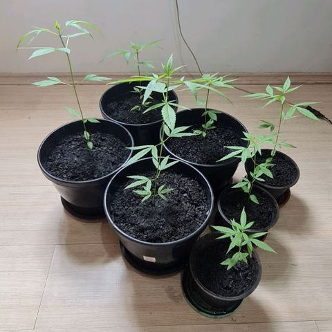 Mari Joana growlog timeline photo