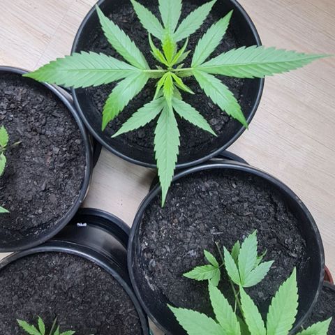 Mari Joana growlog timeline photo