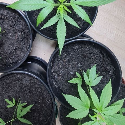 Mari Joana growlog timeline photo