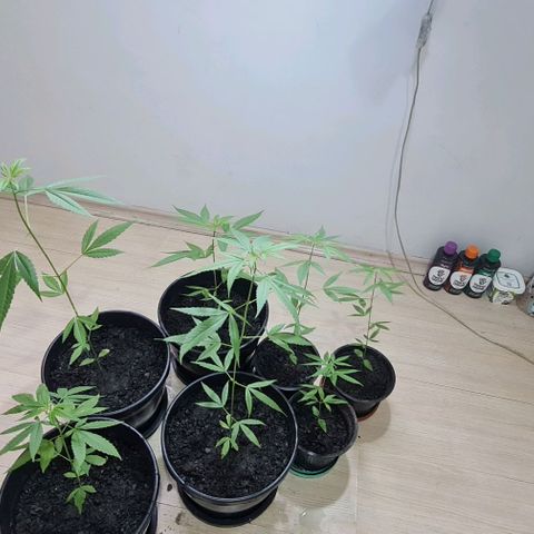 Mari Joana growlog timeline photo