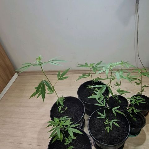 Mari Joana growlog timeline photo