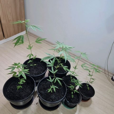 Mari Joana growlog timeline photo