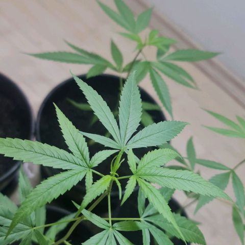 Mari Joana growlog timeline photo