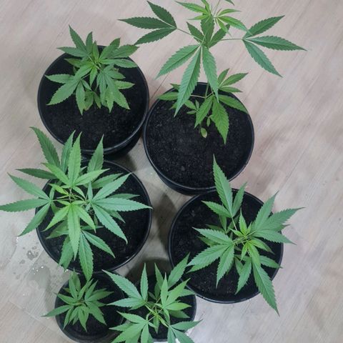 Mari Joana growlog timeline photo