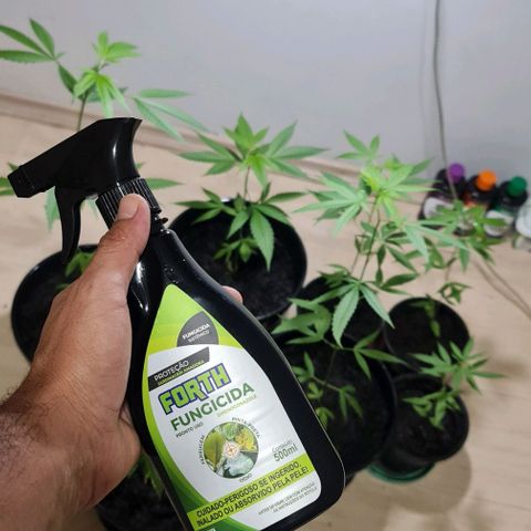 Mari Joana growlog timeline photo