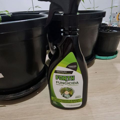 Mari Joana growlog timeline photo