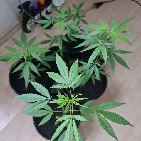 Mari Joana growlog timeline photo
