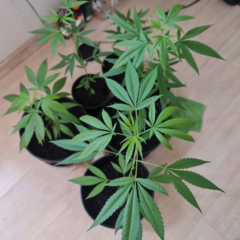 Mari Joana growlog timeline photo