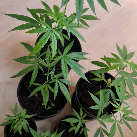 Mari Joana growlog timeline photo