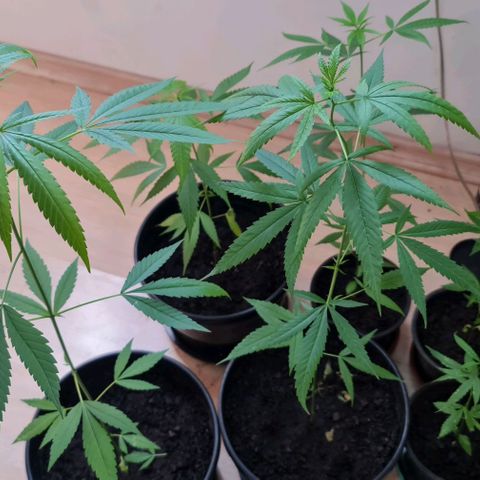 Mari Joana growlog timeline photo