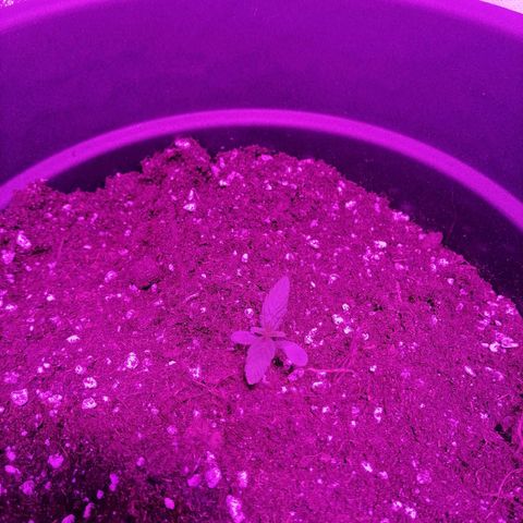 Purple Punch  growlog timeline photo
