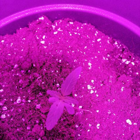 Purple Punch  growlog photo: Ganz bisschen gewachsen