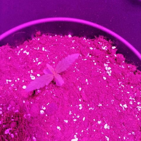 Purple Punch  growlog timeline photo