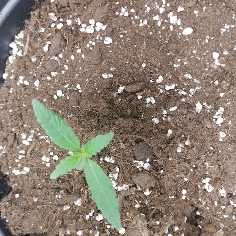 Purple Punch  growlog photo: Beide haben 3 Finger an den neuen Blätter 