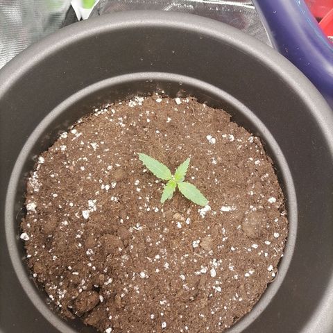 Purple Punch  growlog photo: Beide haben 3 Finger an den neuen Blätter 