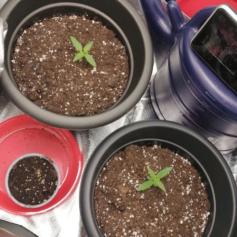 Purple Punch  growlog timeline photo