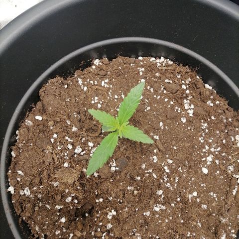 Purple Punch  growlog timeline photo