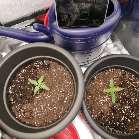 Purple Punch  growlog timeline photo
