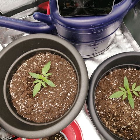 Purple Punch  growlog photo: Luftfeuchtigkeit 65%
Temperatur 24,6 C°
