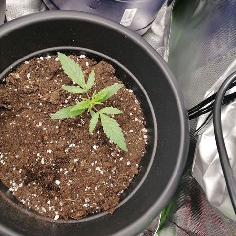 Purple Punch  growlog timeline photo