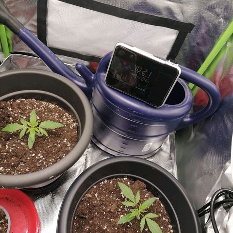 Purple Punch  growlog timeline photo