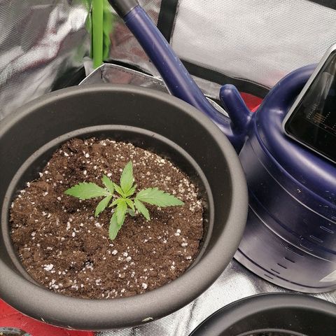 Purple Punch  growlog timeline photo
