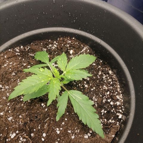 Purple Punch  growlog timeline photo
