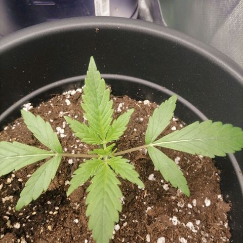 Purple Punch  growlog timeline photo