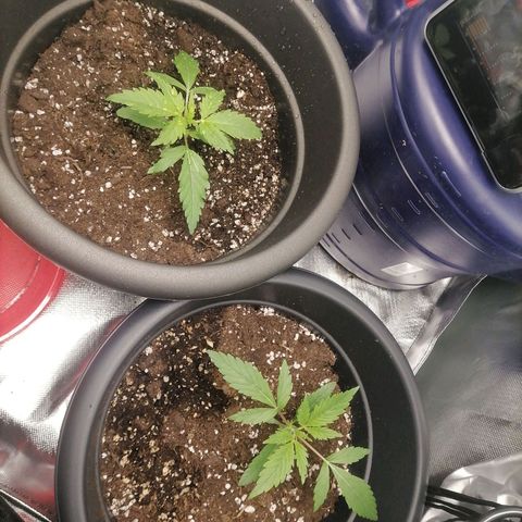 Purple Punch  growlog timeline photo