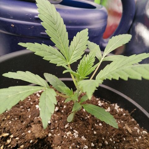 Purple Punch  growlog timeline photo