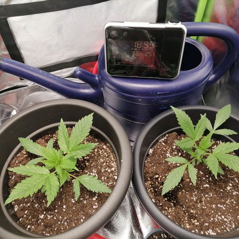 Purple Punch  growlog timeline photo