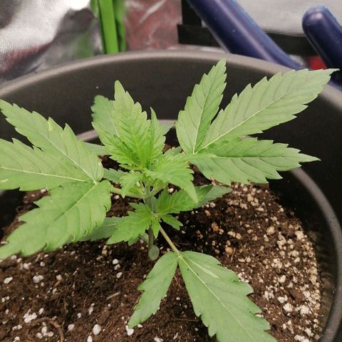 Purple Punch  growlog timeline photo