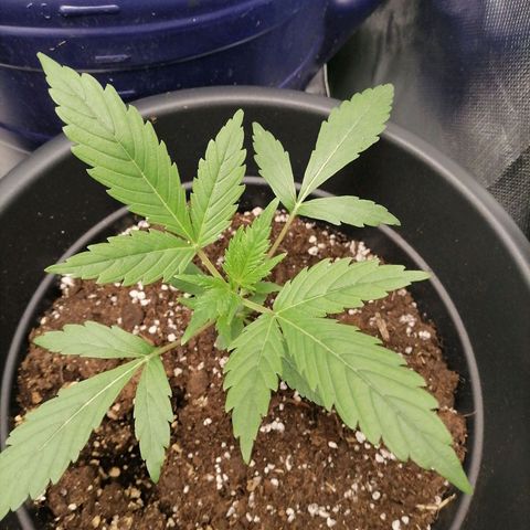 Purple Punch  growlog timeline photo