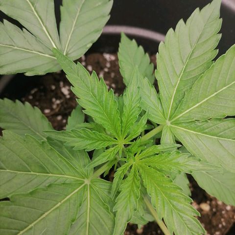 Purple Punch  growlog timeline photo