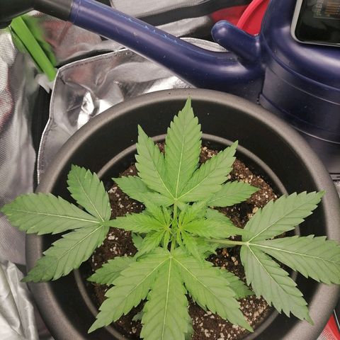 Purple Punch  growlog timeline photo