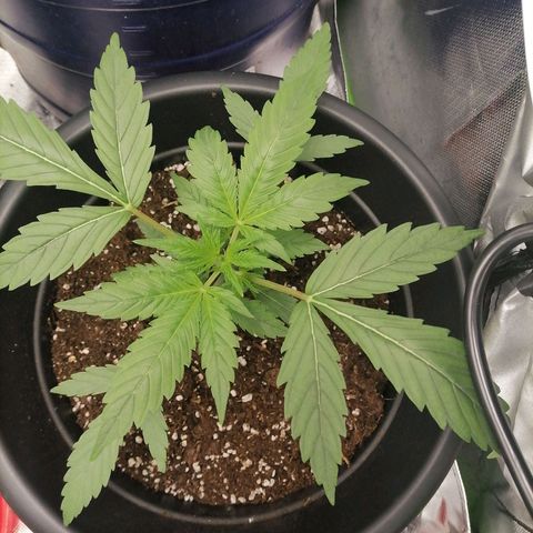 Purple Punch  growlog timeline photo