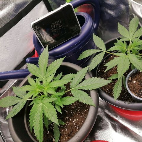 Purple Punch  growlog photo: Viele neue Blätter und Triebe 