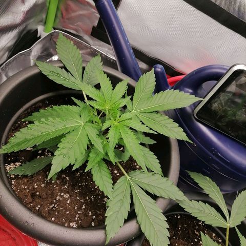 Purple Punch  growlog photo: Viele neue Blätter und Triebe 