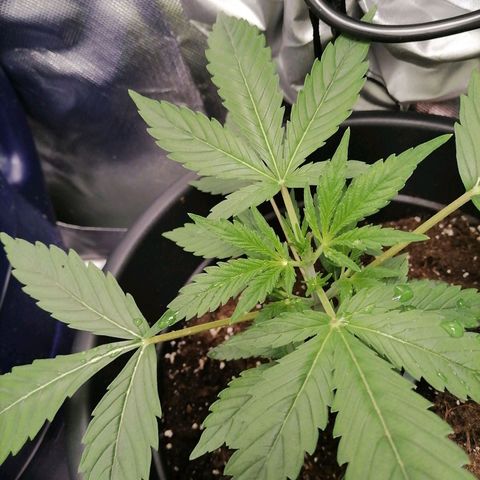 Purple Punch  growlog photo: Viele neue Blätter und Triebe 