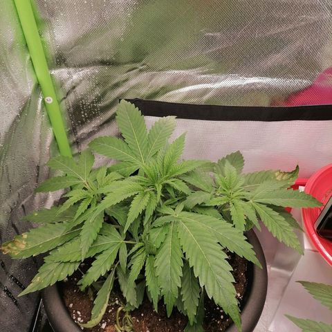 Purple Punch  growlog timeline photo