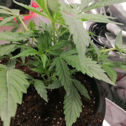 Purple Punch  growlog timeline photo