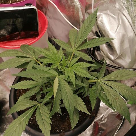 Purple Punch  growlog timeline photo